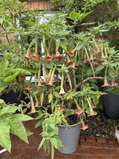 Brugmansia artus angels for sale  HOCKLEY