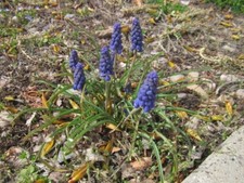 Grape hyacinth ornamental for sale  Provo