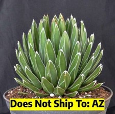 Agave victoria reginae for sale  Miami
