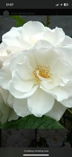 Iceberg climbing rose for sale  NOTTINGHAM
