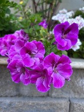plants beautiful sets 3 for sale  San Jose