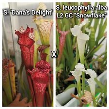 Semi sarracenia dana usato  Lanciano