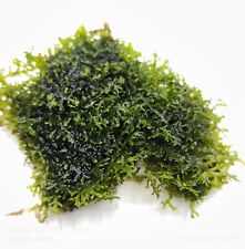 Riccardia chamedryfolia moss for sale  KETTERING