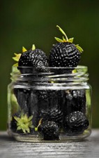 Fragola nera fragola usato  Reggio Calabria