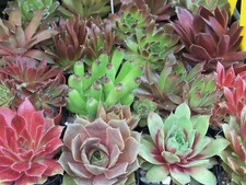 Varieties rooted sempervivum for sale  Markesan