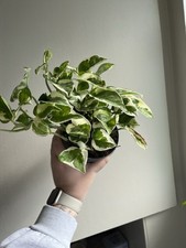 Epipremnum aureum joy for sale  KINGSWINFORD