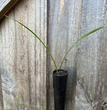 Live queen palm for sale  USA