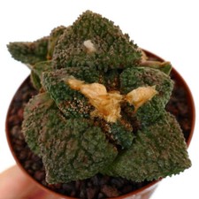 Ariocarpus cv. godzilla usato  Napoli