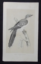 morris british birds for sale morris british birds for sale HAYLING ISLAND