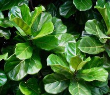 Ficus lyrata fico usato  Napoli