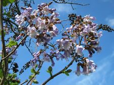 Foxglove tree seeds for sale  WALLASEY