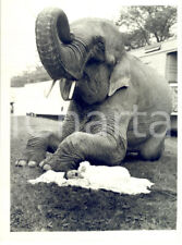 1961 newcastle circus usato  Milano