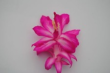 Christmas cactus starter for sale  Mobile