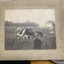 Vintage farm photograph for sale  Killen
