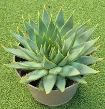 Aloe polyphylla spiral for sale  UK