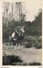 Animals hoenderloo moellon d'occasion  Expédié en Belgium