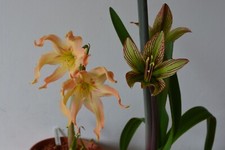 Hippeastrum Evansiarum x Iguazuanum - 1 bulb about 2,2cm in diameter. Seedlings., usado comprar usado  Enviando para Brazil