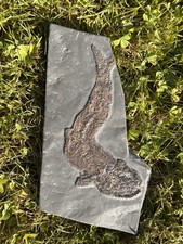 Pholidophorus fisch fossil gebraucht kaufen  Zweibrücken