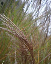 Eulalie sacchariflorus miscant d'occasion  Metz-
