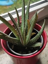 Aloe vera ableger gebraucht kaufen  Groß-Umstadt