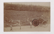 Double donkey team for sale  AYLESBURY