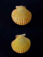 Pecten aequipecten opercularis usato  Roma