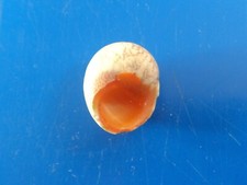 Nerita dubia nouvelle d'occasion  Brioude