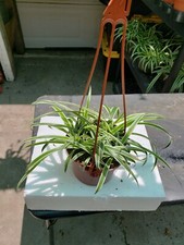 Spider plant reverse for sale  Inglewood