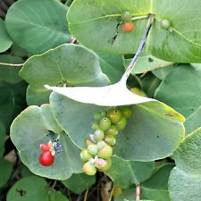 Kintzleys ghost honeysuckle for sale  Beachwood