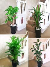 Large house plant for sale  BIRMINGHAM