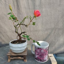 mini tree for sale  BANGOR