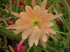 Epiphyllum king midas d'occasion  Villemandeur