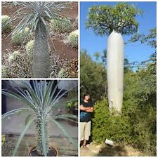 Graines pachypodium geayi usato  Nizza di Sicilia