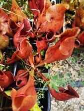 Sarracenia rosea purpurea for sale  Shipping to Ireland