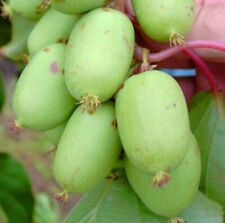 Vitikiwi minikiwi großfruchti gebraucht kaufen  Quakenbrück