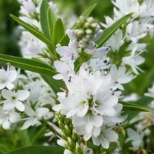 Hebe shrub charming for sale  MARCH