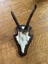 Taxidermy deer skull for sale Taxidermy deer skull for sale  LUTON