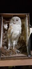 Barn owl antique for sale  SAXMUNDHAM