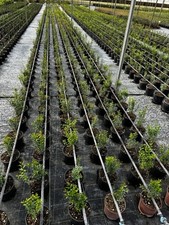 Mirto comune reali usato  Pontinia