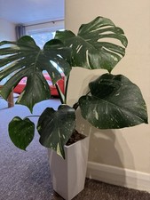 Monstera thai constellation for sale  LONDON