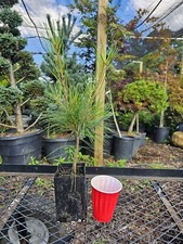 Pinus strobus pendula for sale  Woodleaf