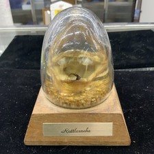 Vintage large rattlesnake for sale  Lynbrook