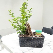 Medium sized yamadori for sale  LEIGH-ON-SEA