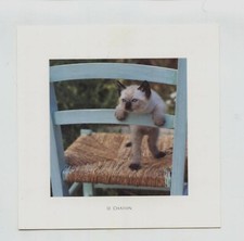 Carte photo chaton d'occasion  Brie-Comte-Robert