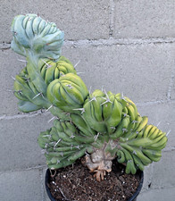 Myrtillocactus geometrizans cr for sale  USA