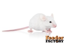 Frozen feeder mice for sale  Casselberry