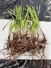 10xorganic perennial chinese for sale  PAIGNTON