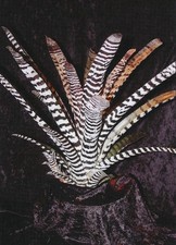 Aechmea chocolate vainilla for sale  USA
