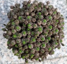 euphorbia tirucalli usato euphorbia tirucalli usato Vanzaghello