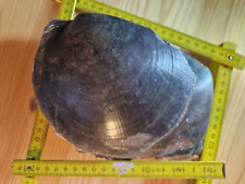 Plagiostoma giganteum gebraucht kaufen  Stuttgart